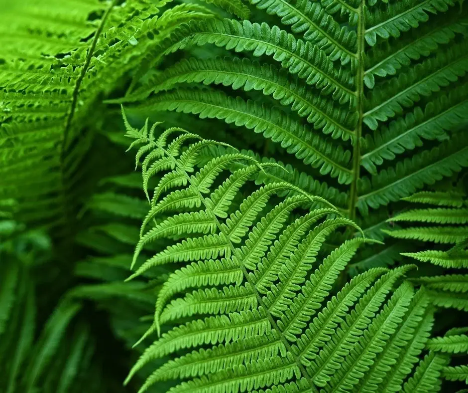 落ち葉を殖やすということ