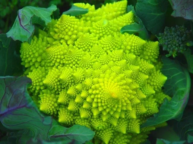 認知症予防と栄養戦略