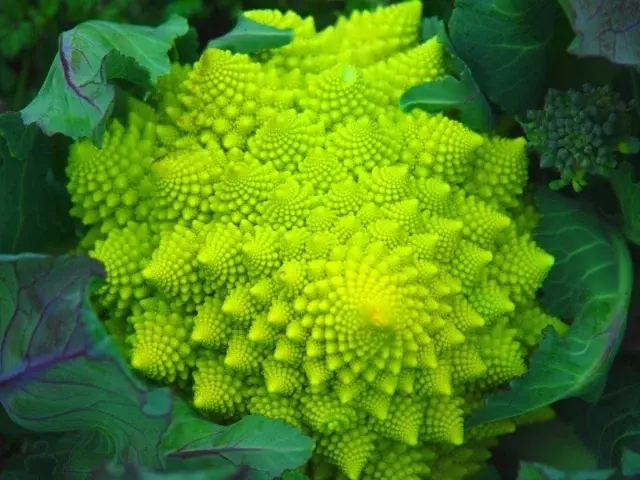 認知症予防と栄養戦略