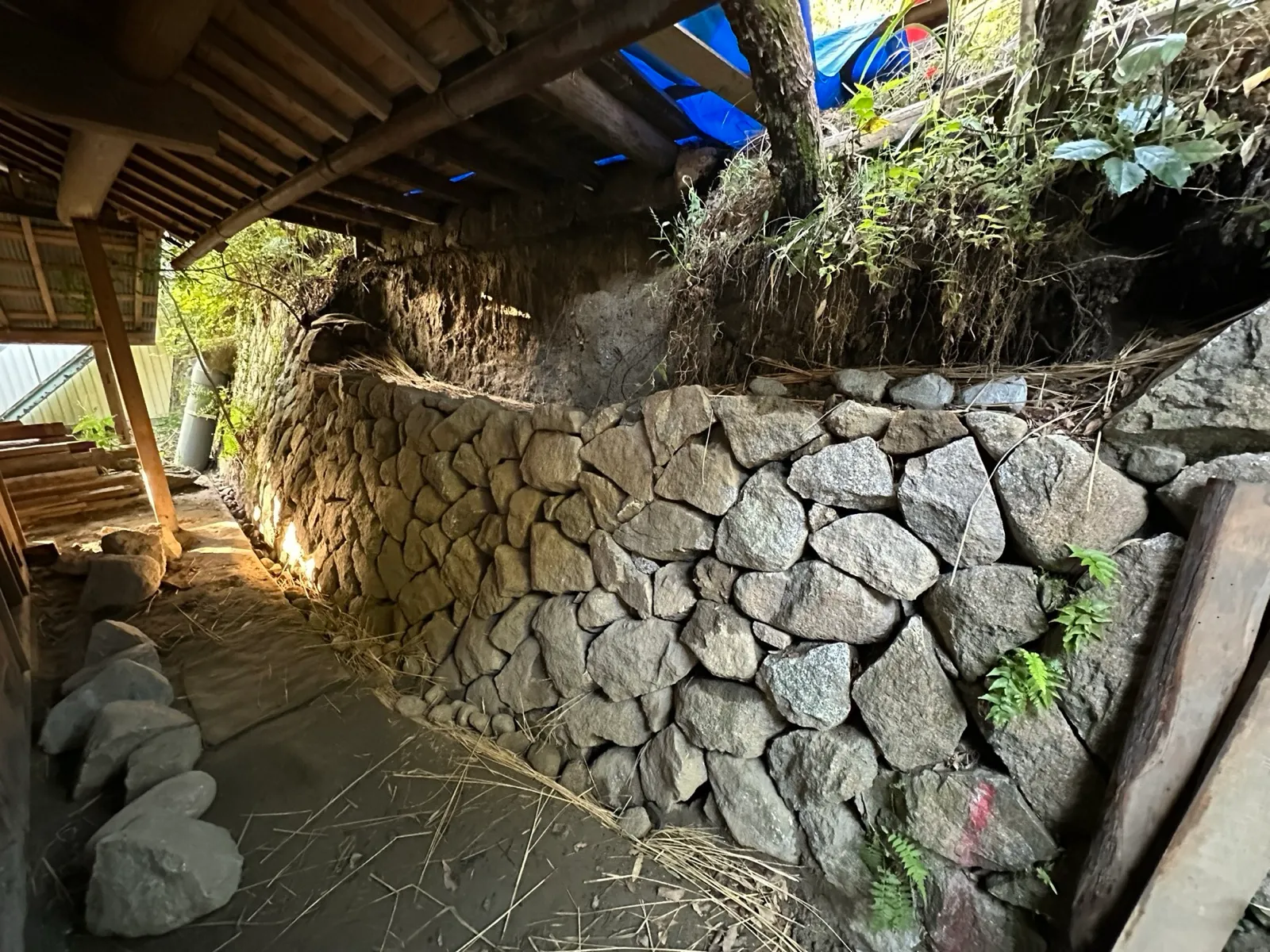 筆者の土地で積み直した石垣。石の隙間からシダが伸びている